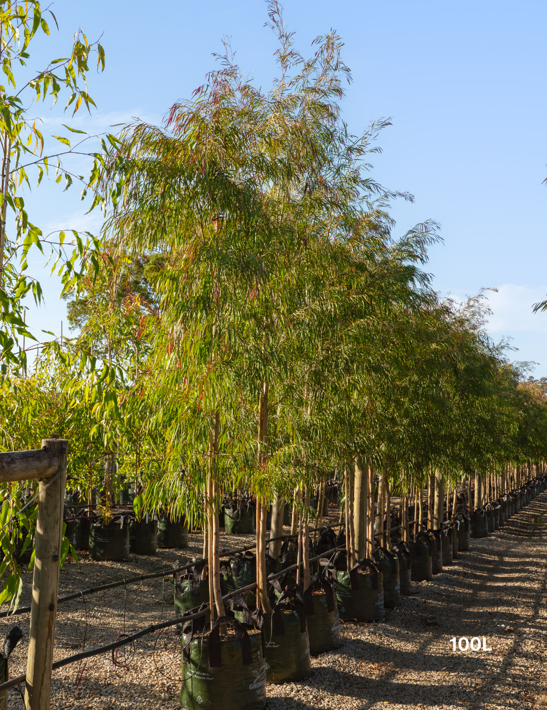 Agonis flexuosa 'Burgundy' - Burgundy Willow Myrtle - Evergreen Trees Direct