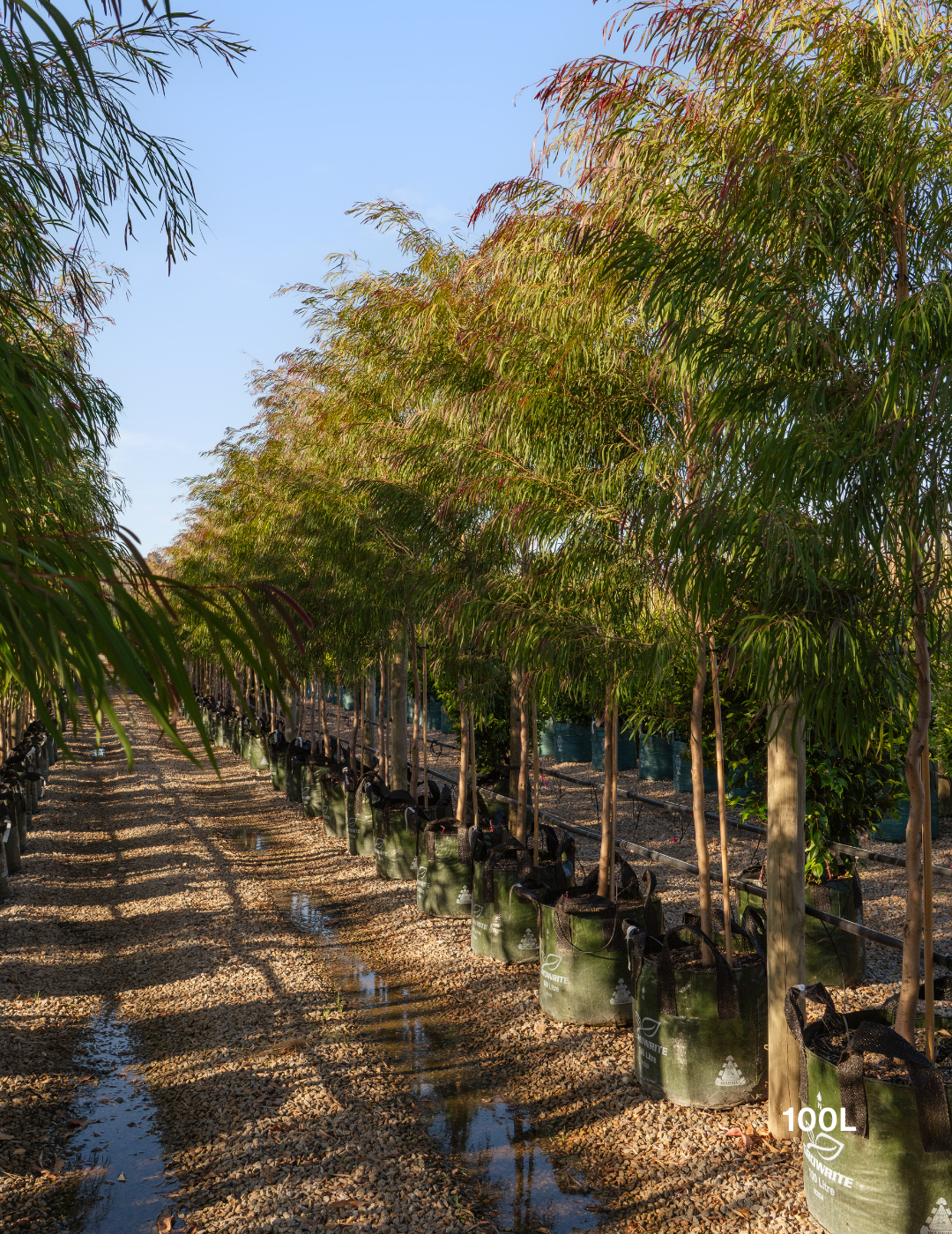 Agonis flexuosa 'Burgundy' - Burgundy Willow Myrtle - Evergreen Trees Direct