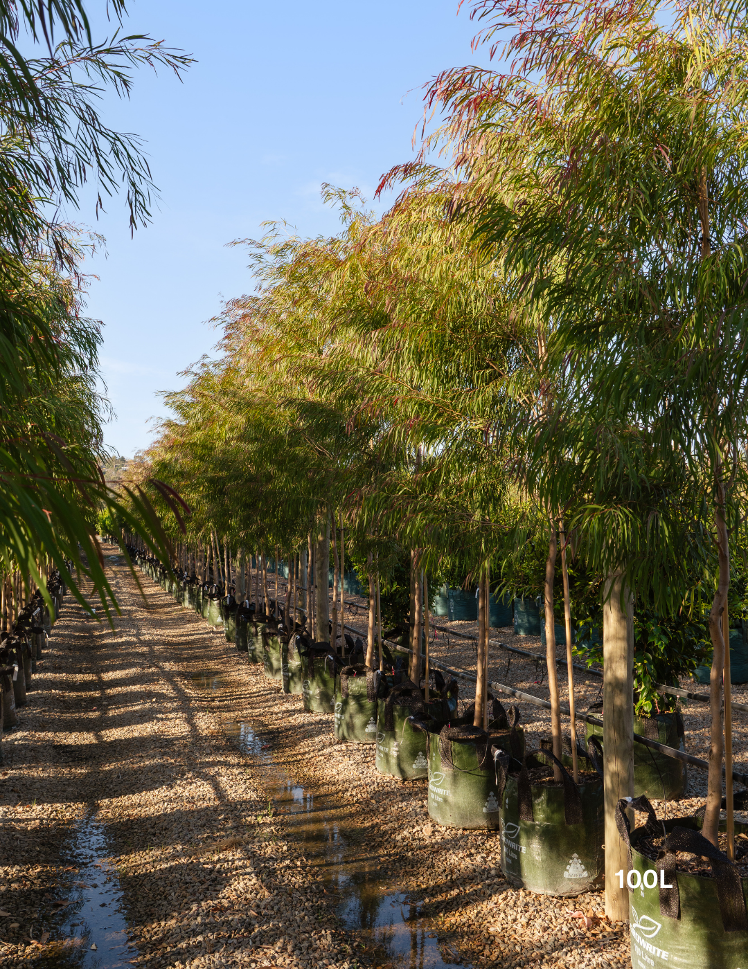 Agonis flexuosa 'Burgundy' - Burgundy Willow Myrtle - Evergreen Trees Direct