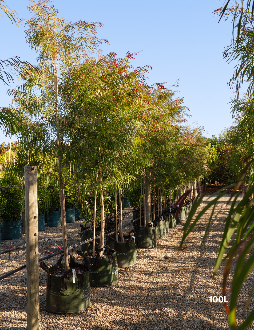 Agonis flexuosa 'Burgundy' - Burgundy Willow Myrtle - Evergreen Trees Direct