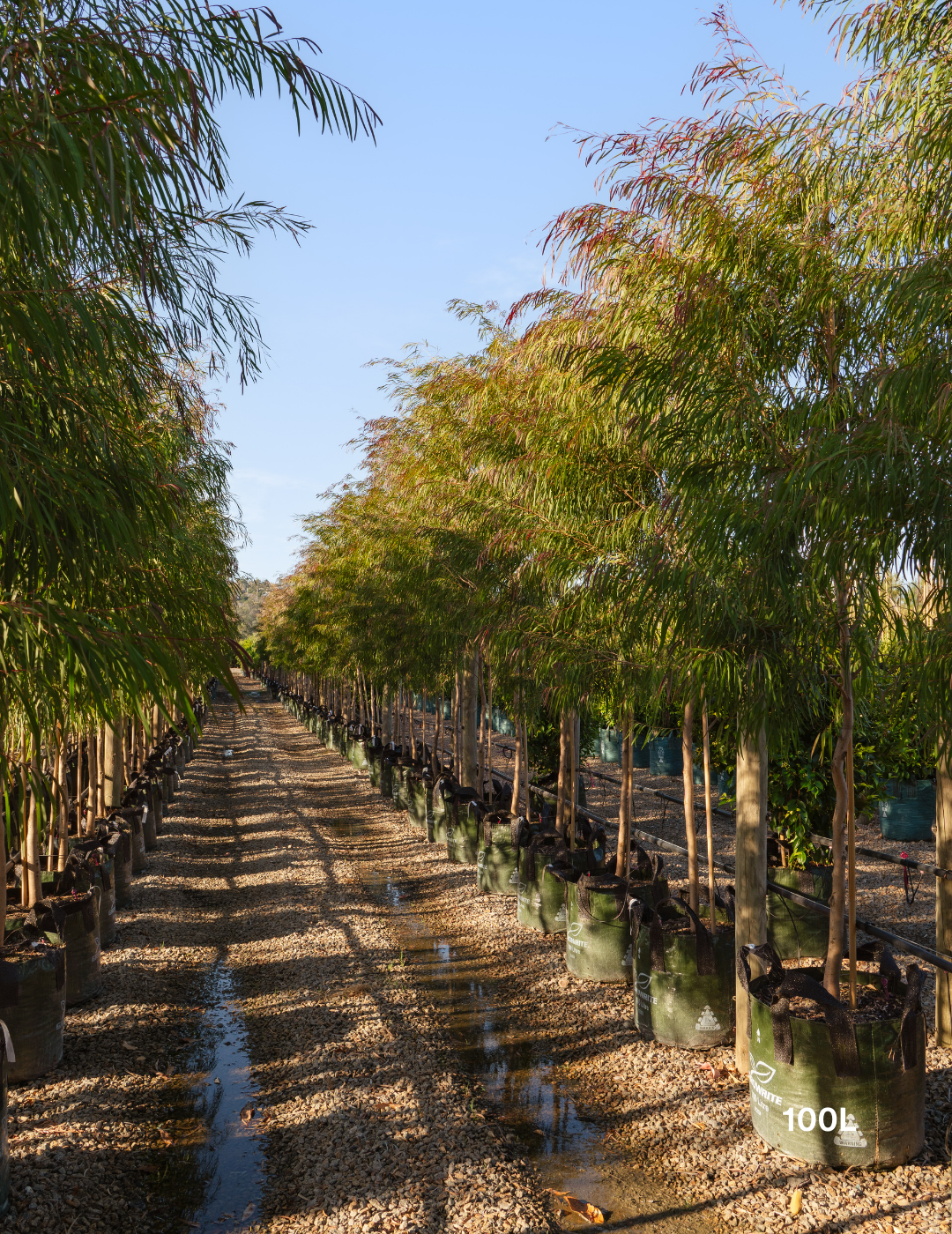 Agonis flexuosa 'Burgundy' - Burgundy Willow Myrtle - Evergreen Trees Direct