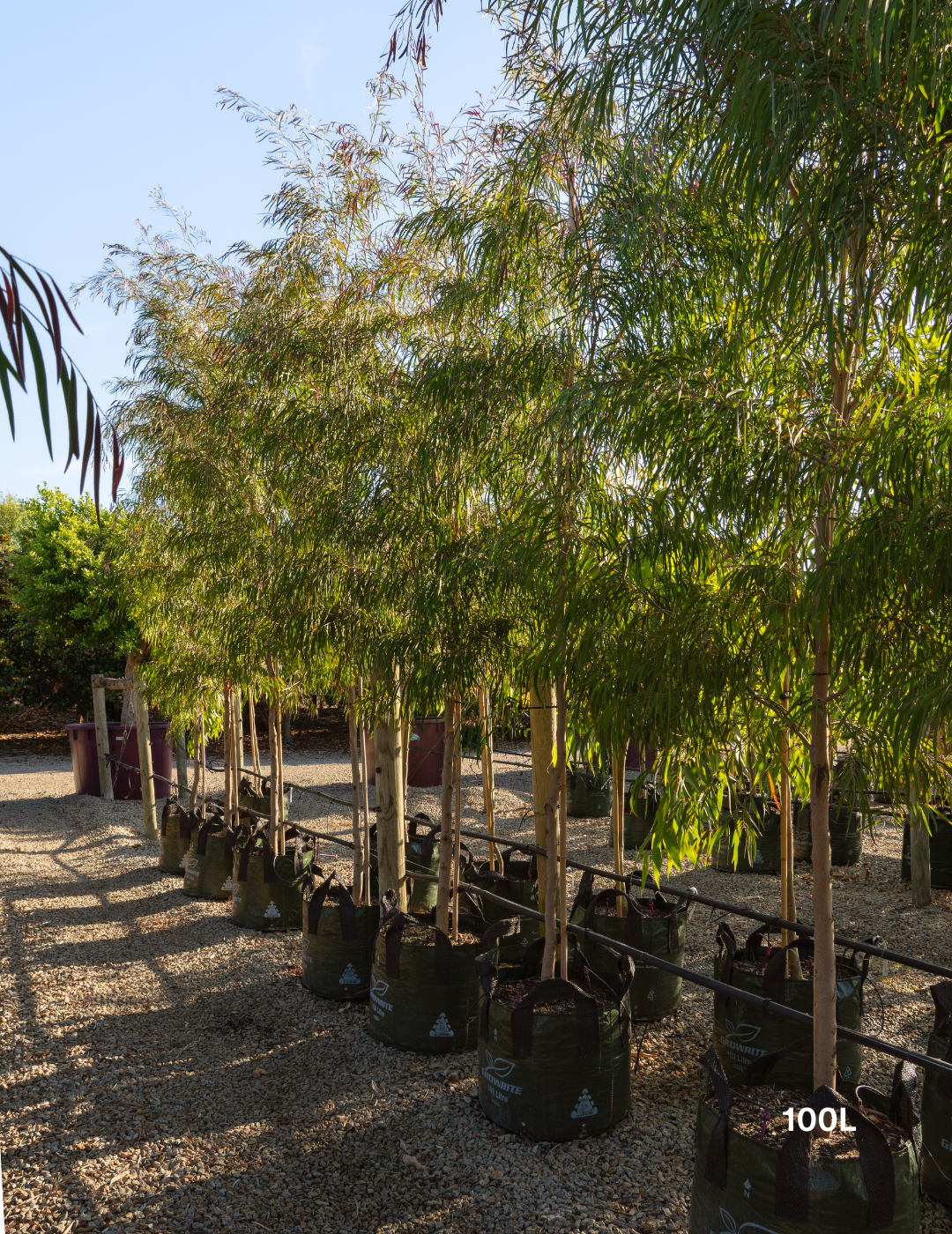 Agonis flexuosa 'Burgundy' - Burgundy Willow Myrtle - Evergreen Trees Direct