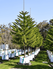 Araucaria heterophylla - Norfolk Island Pine - Evergreen Trees Direct