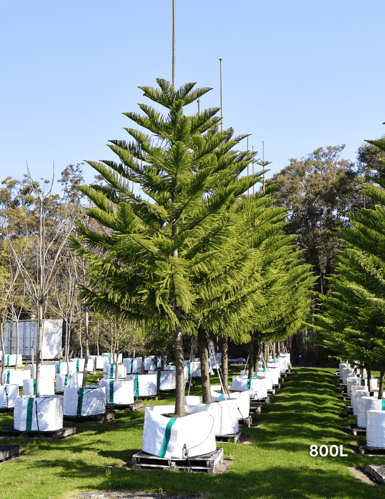 Araucaria heterophylla - Norfolk Island Pine