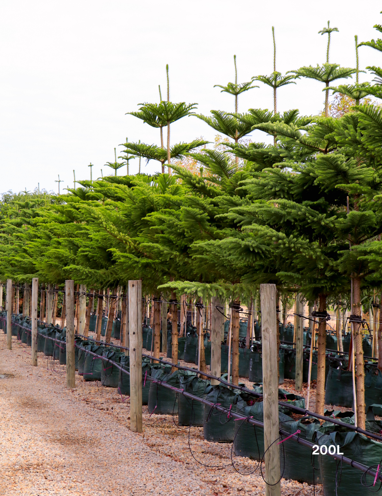 Araucaria heterophylla - Norfolk Island Pine - Evergreen Trees Direct