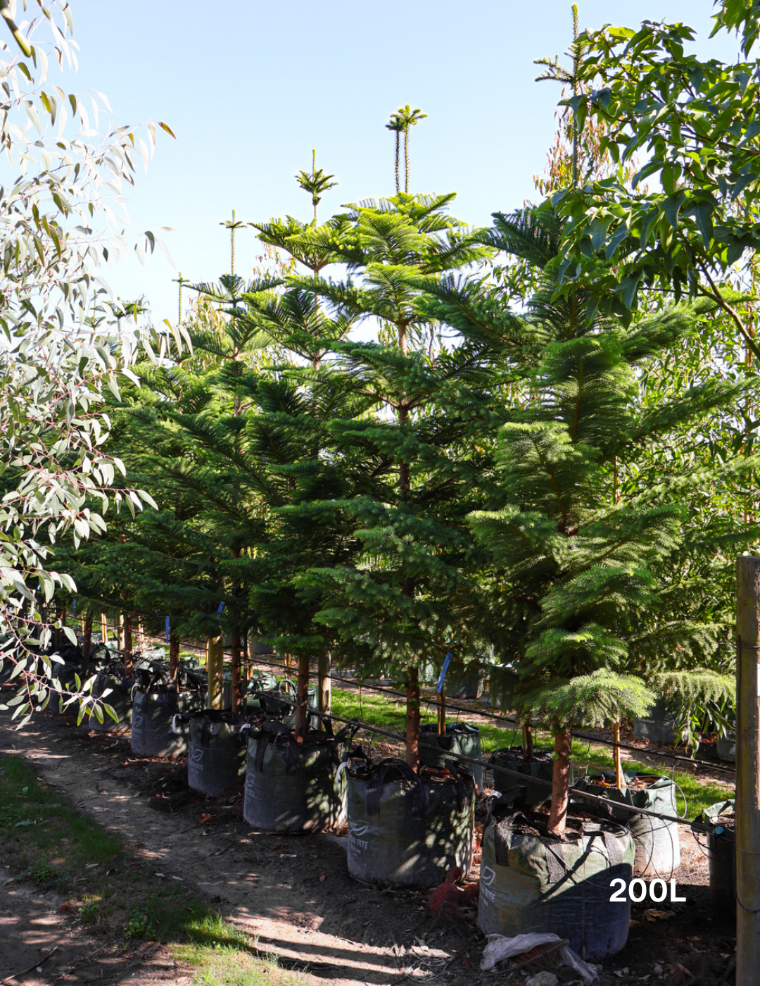 Araucaria heterophylla - Norfolk Island Pine - Evergreen Trees Direct