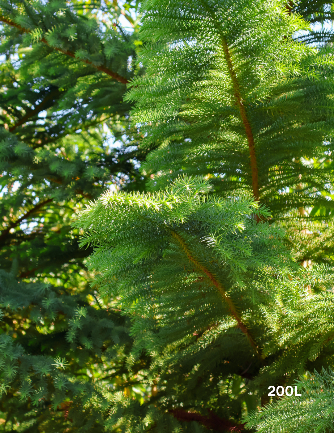 Araucaria heterophylla - Norfolk Island Pine - Evergreen Trees Direct