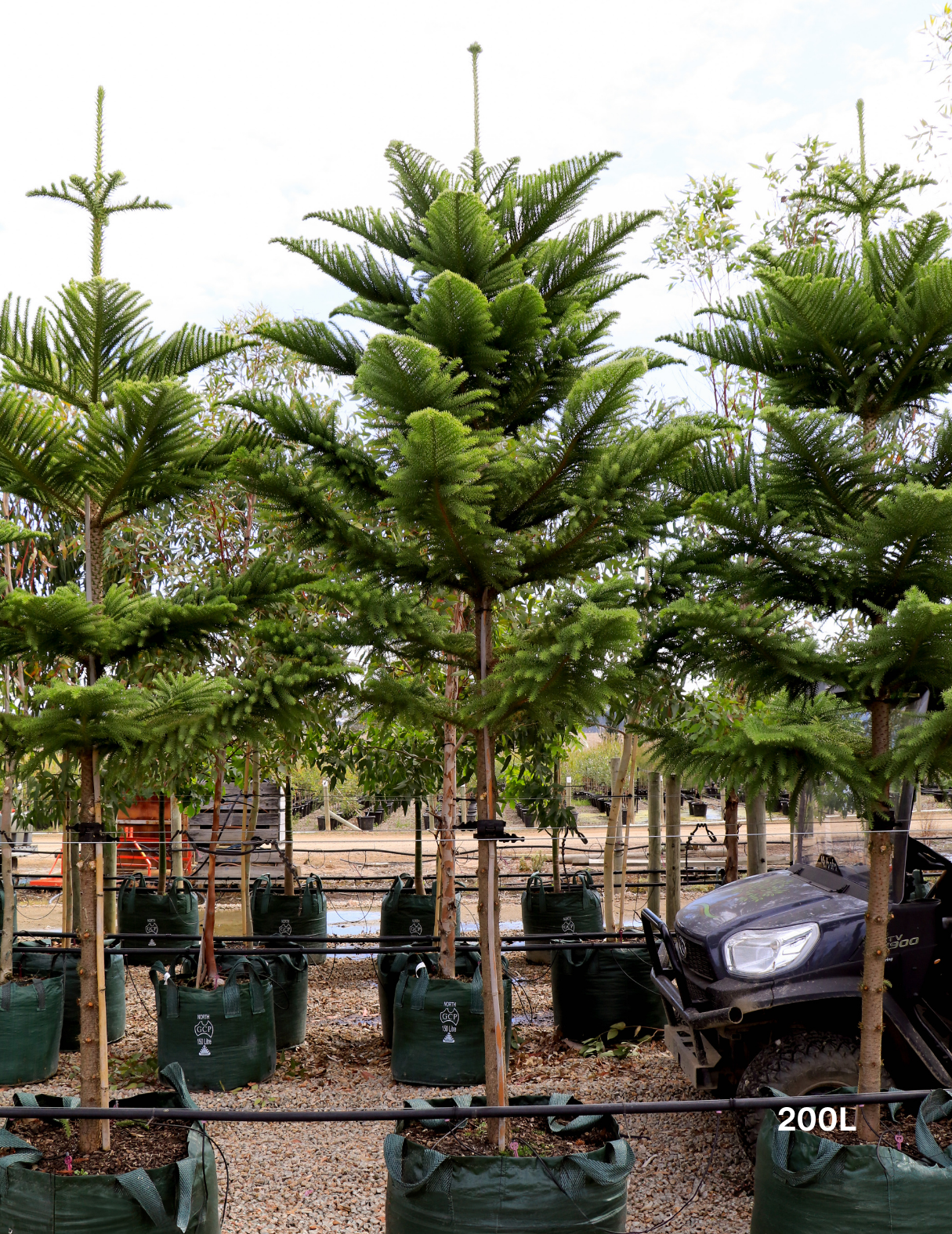 Araucaria heterophylla - Norfolk Island Pine - Evergreen Trees Direct