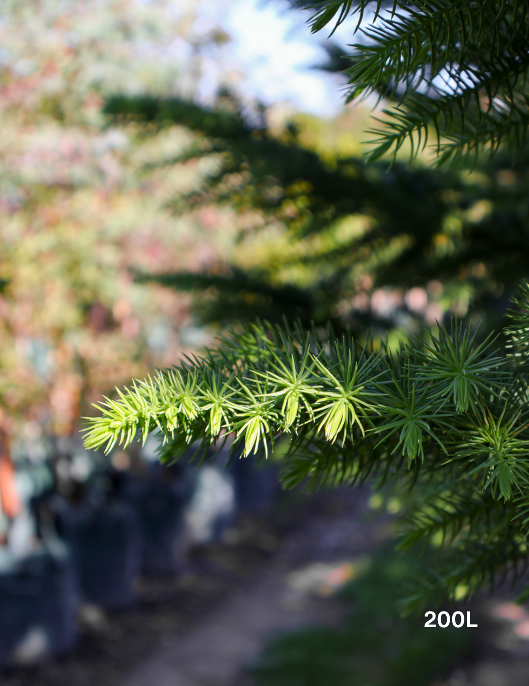 Araucaria heterophylla - Norfolk Island Pine - Evergreen Trees Direct