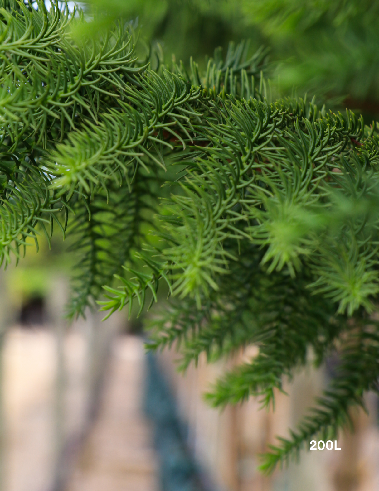 Araucaria heterophylla - Norfolk Island Pine - Evergreen Trees Direct