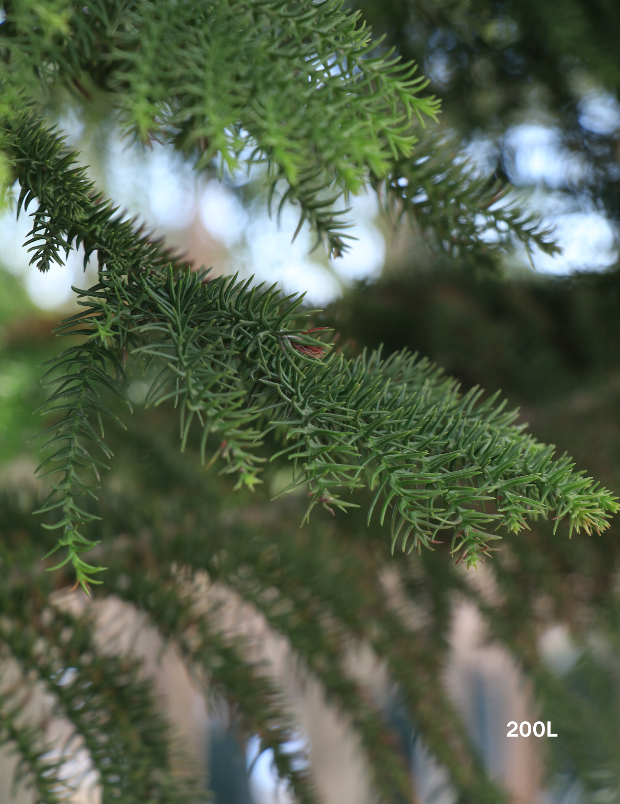 Araucaria heterophylla - Norfolk Island Pine - Evergreen Trees Direct
