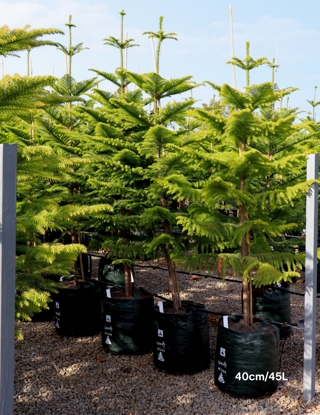 Araucaria heterophylla - Norfolk Island Pine - Evergreen Trees Direct
