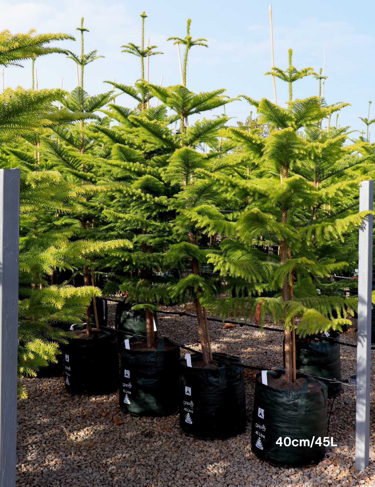 Araucaria heterophylla - Norfolk Island Pine - Evergreen Trees Direct