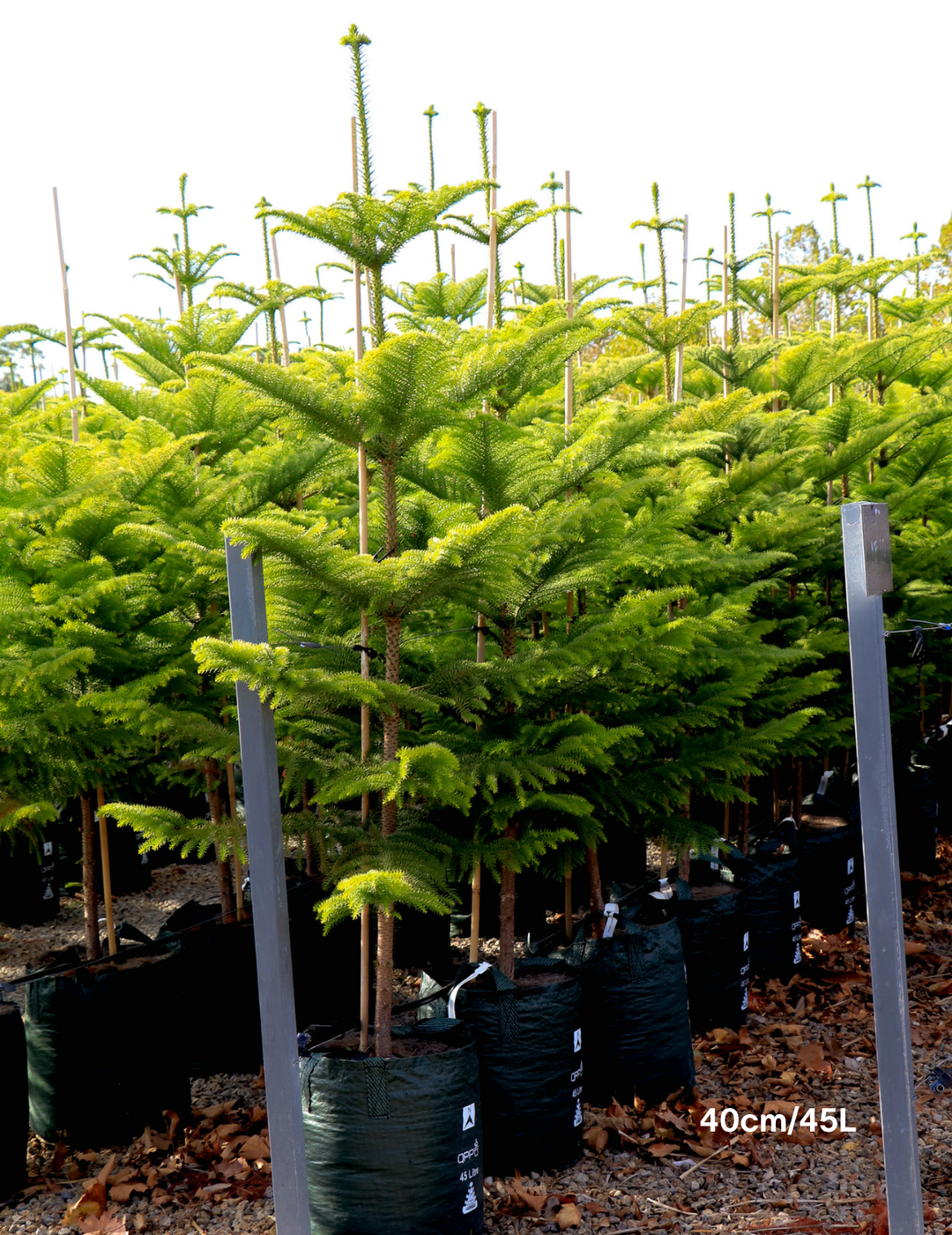 Araucaria heterophylla - Norfolk Island Pine - Evergreen Trees Direct