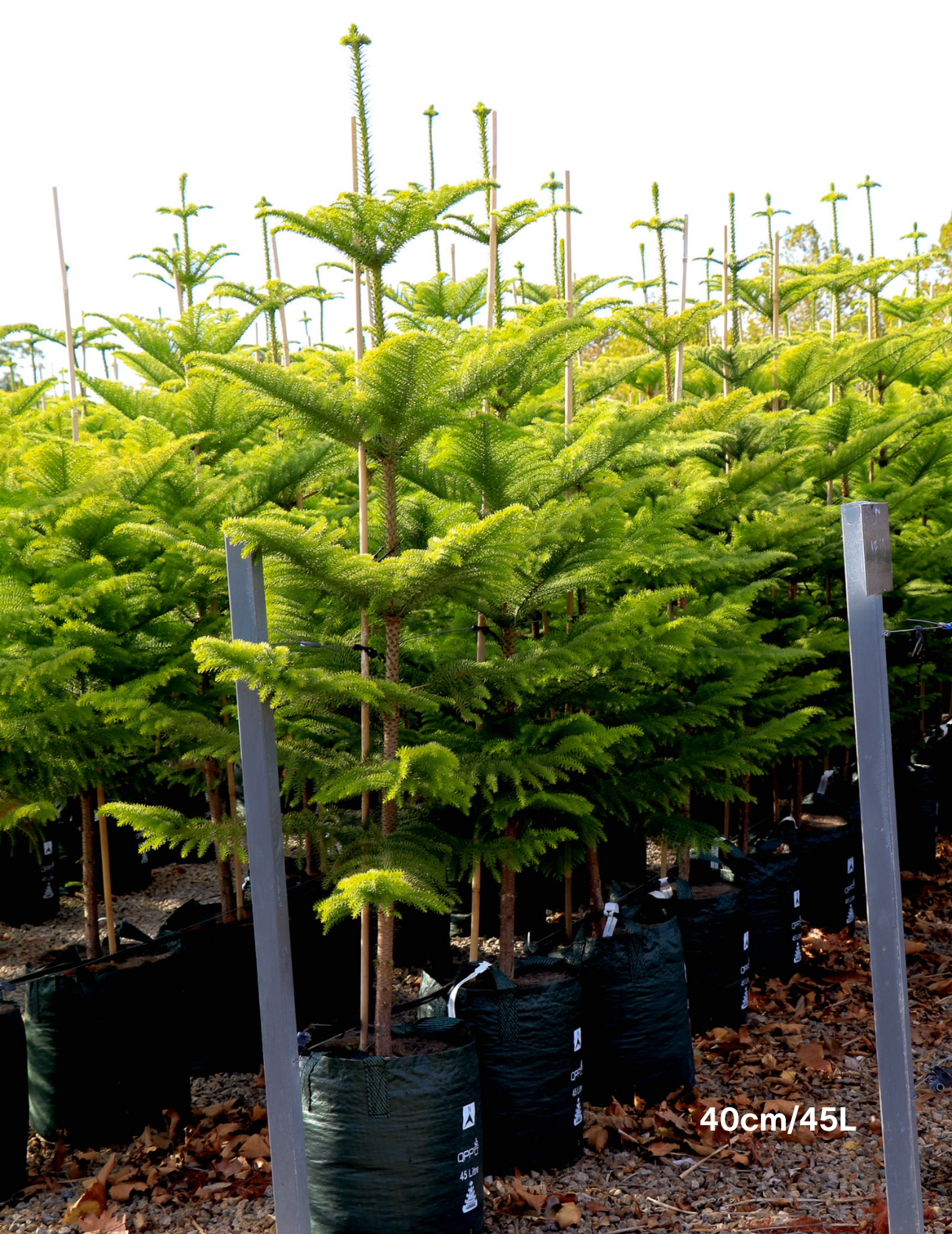 Araucaria heterophylla - Norfolk Island Pine - Evergreen Trees Direct