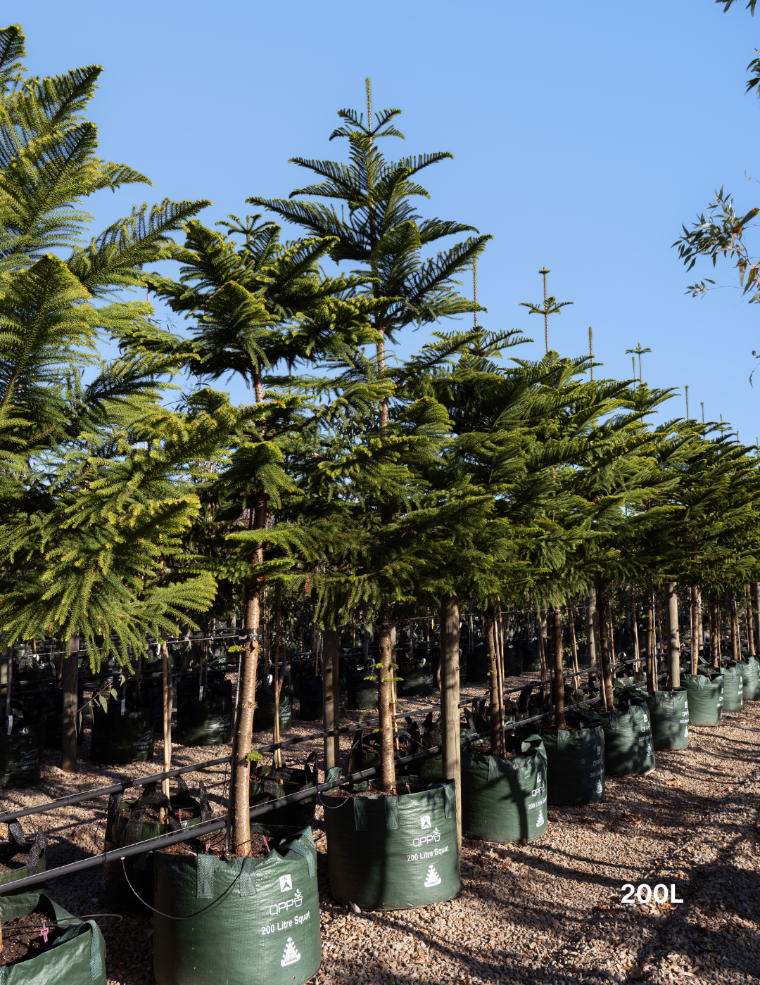 Araucaria heterophylla - Norfolk Island Pine - Evergreen Trees Direct