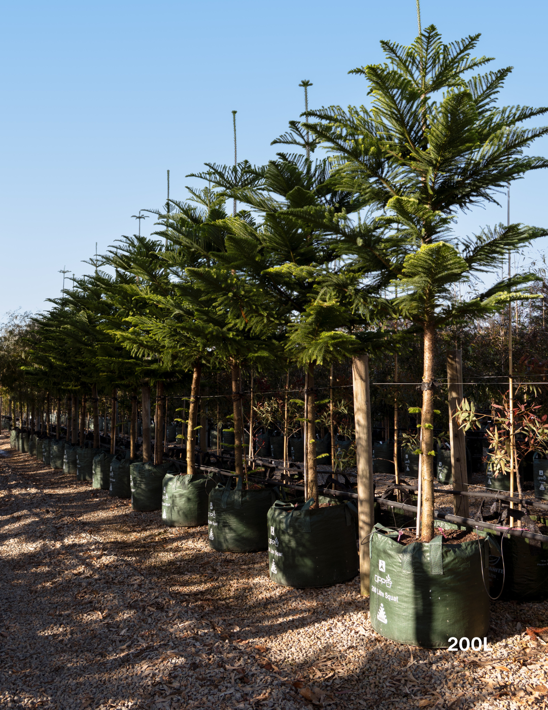 Araucaria heterophylla - Norfolk Island Pine - Evergreen Trees Direct