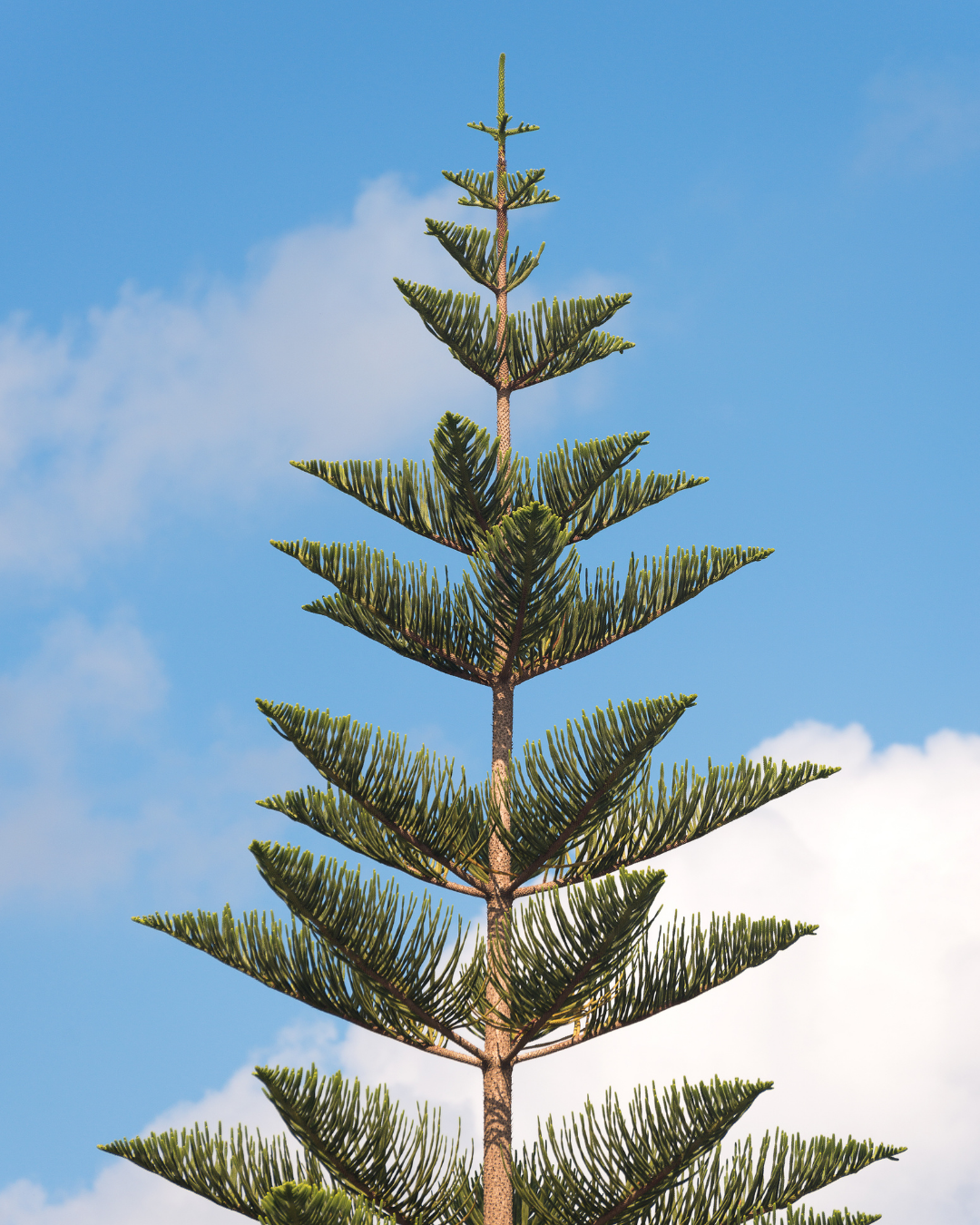 Araucaria columnaris