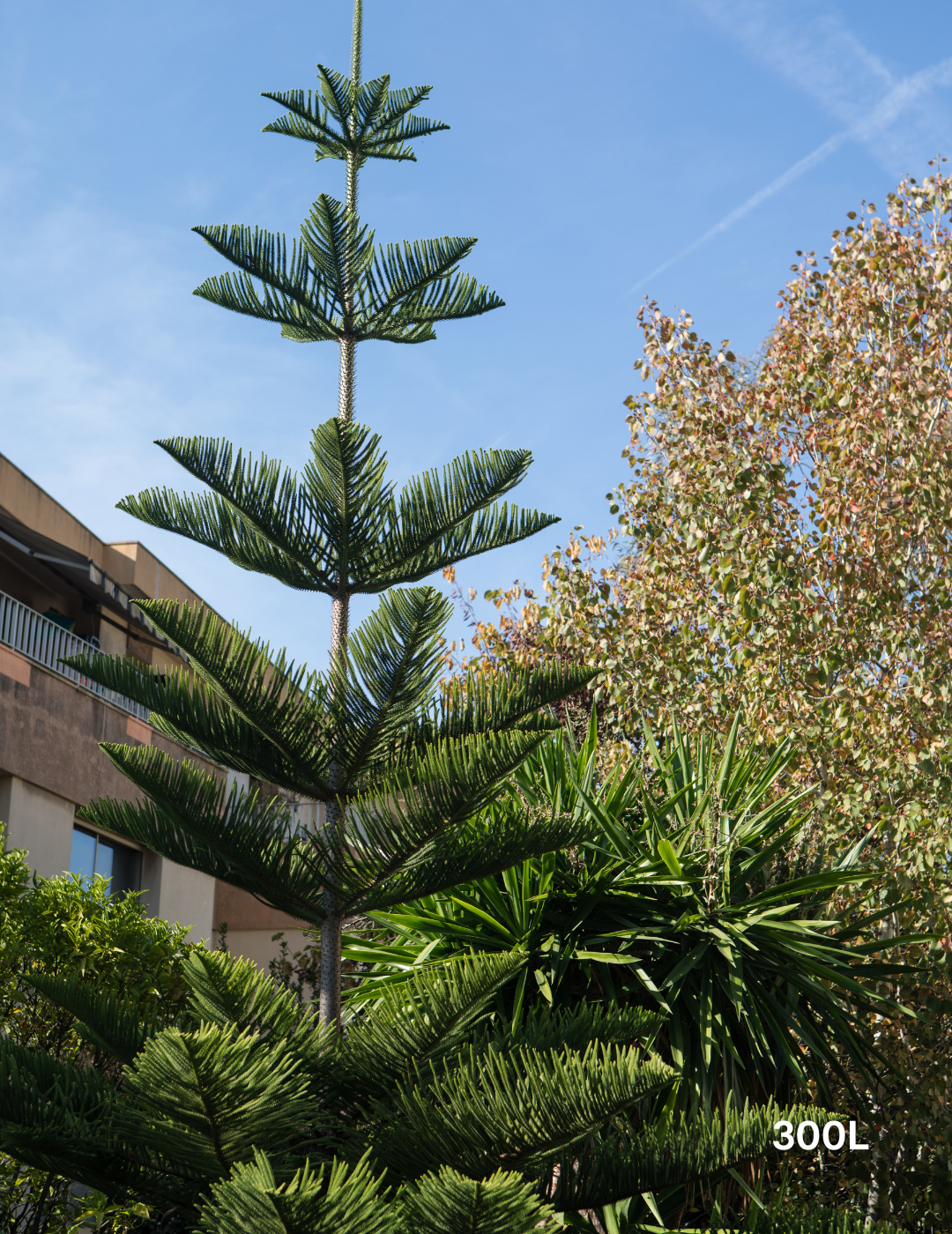 Columnaris Tree Araucaria columnaris – Cook Pine Coastal Conifer