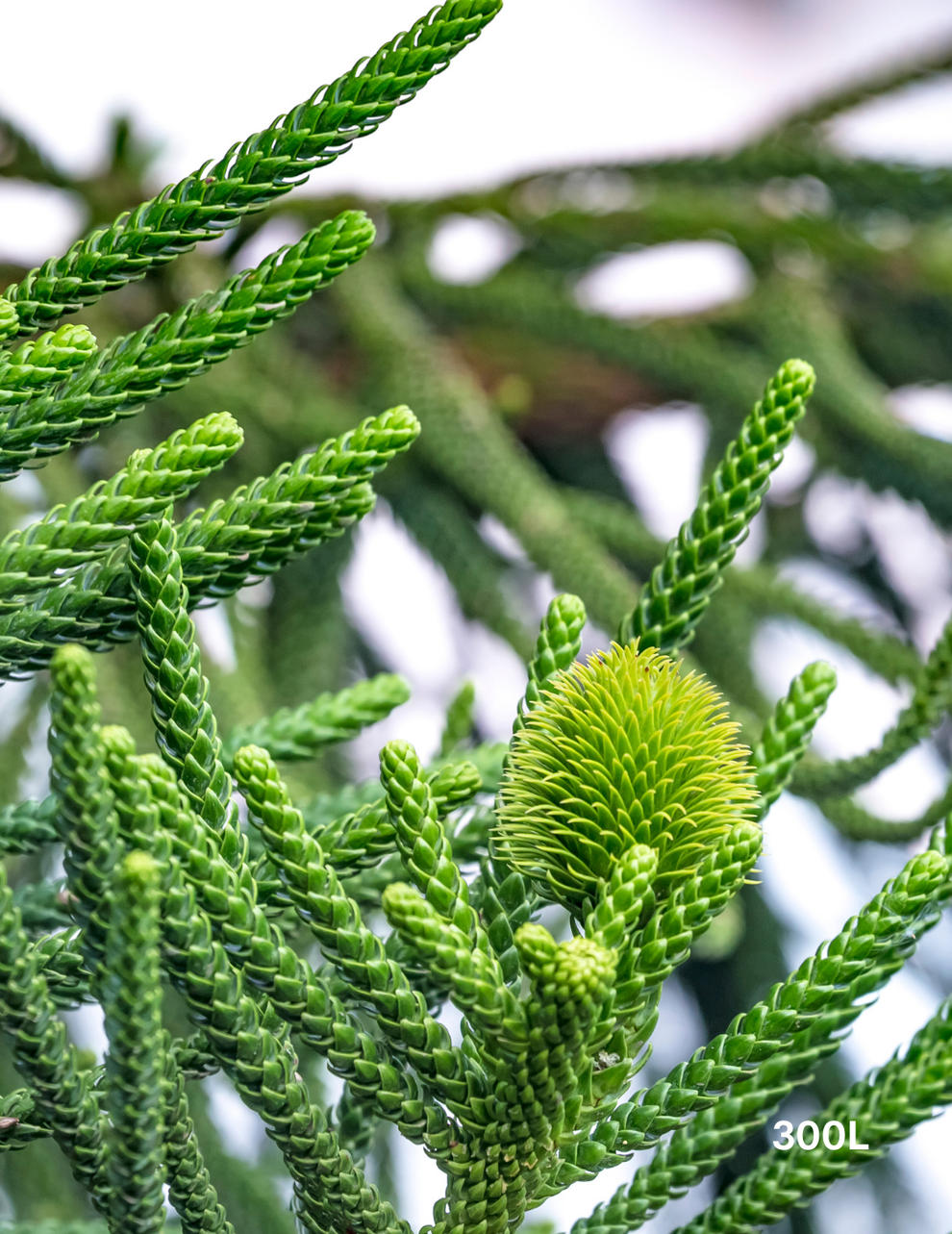 Columnaris Tree Araucaria columnaris - Evergreen Trees Direct