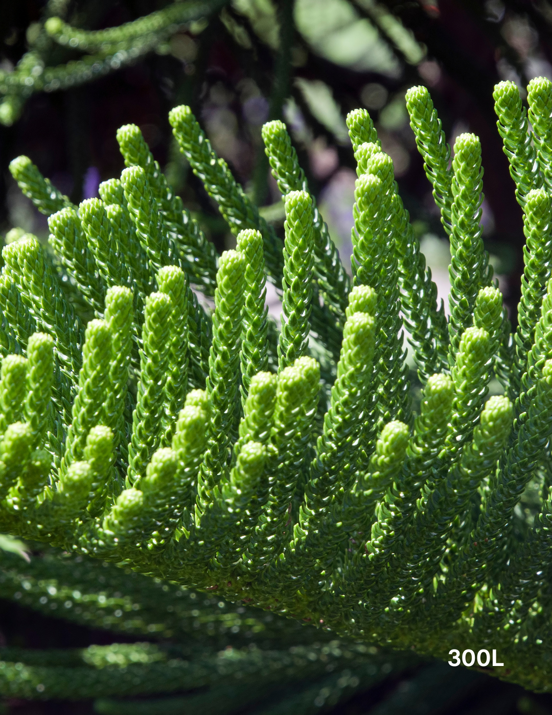 Cook Pine Araucaria columnaris – Cook Pine Coastal Conifer