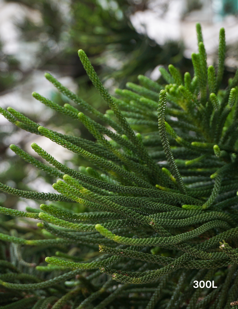 Columnaris Tree Araucaria columnaris - Evergreen Trees Direct