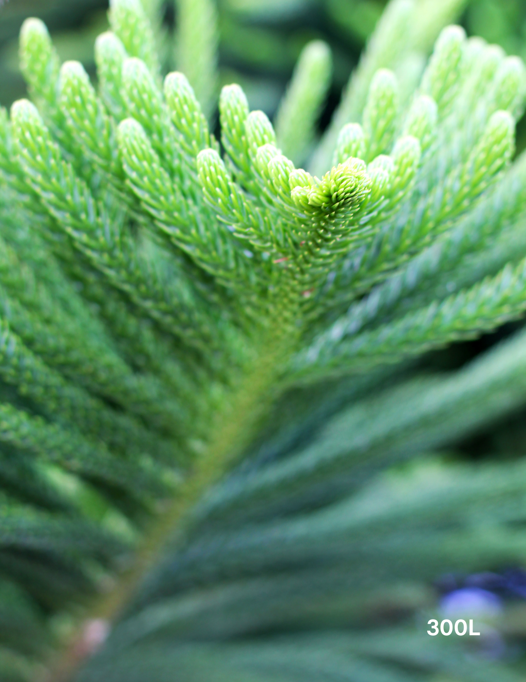 Columnaris Tree Araucaria columnaris - Evergreen Trees Direct