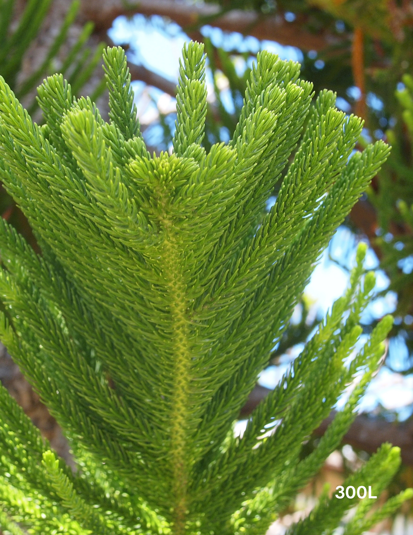 Columnaris Tree Araucaria columnaris - Evergreen Trees Direct