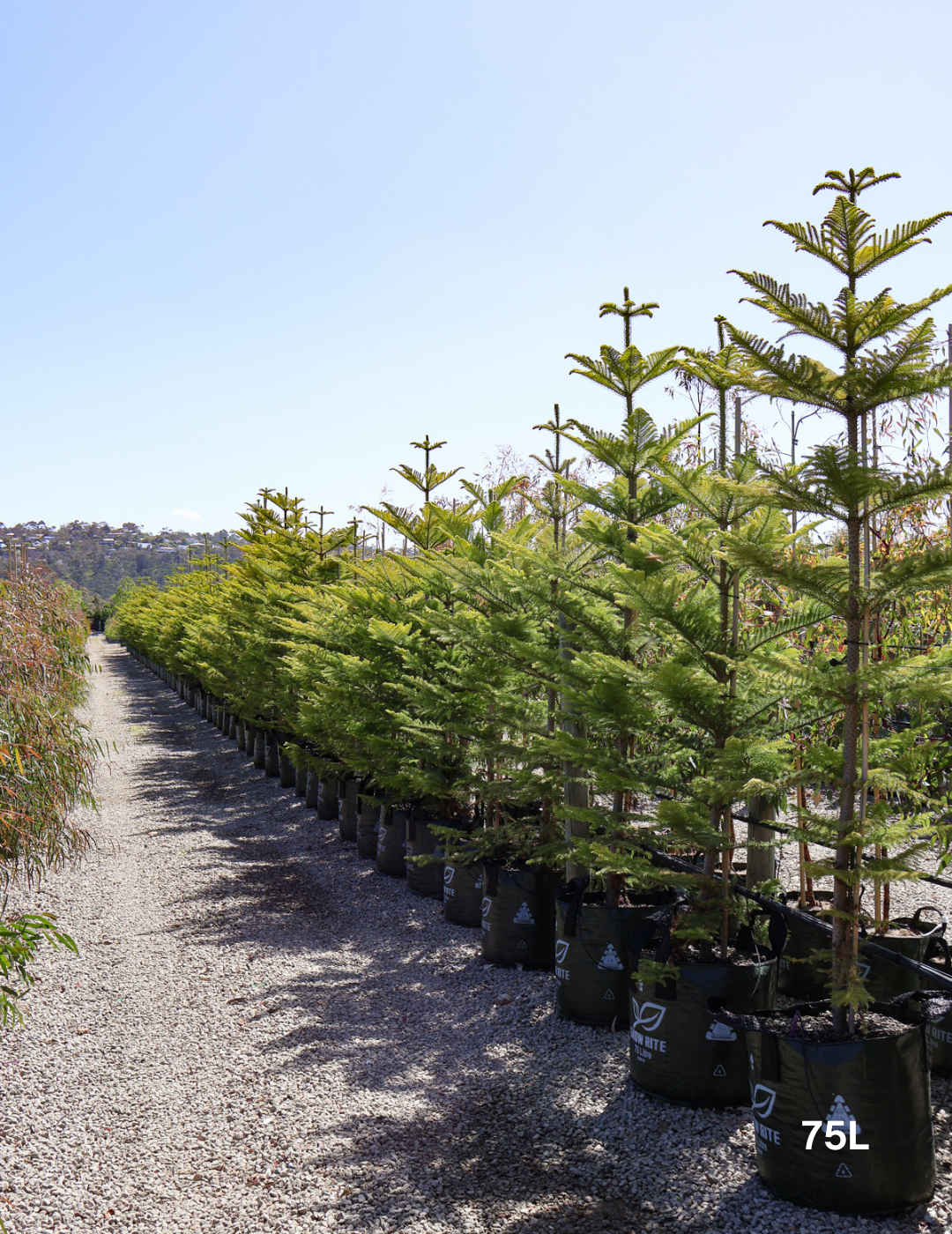 Araucaria heterophylla - Norfolk Island Pine - Evergreen Trees Direct