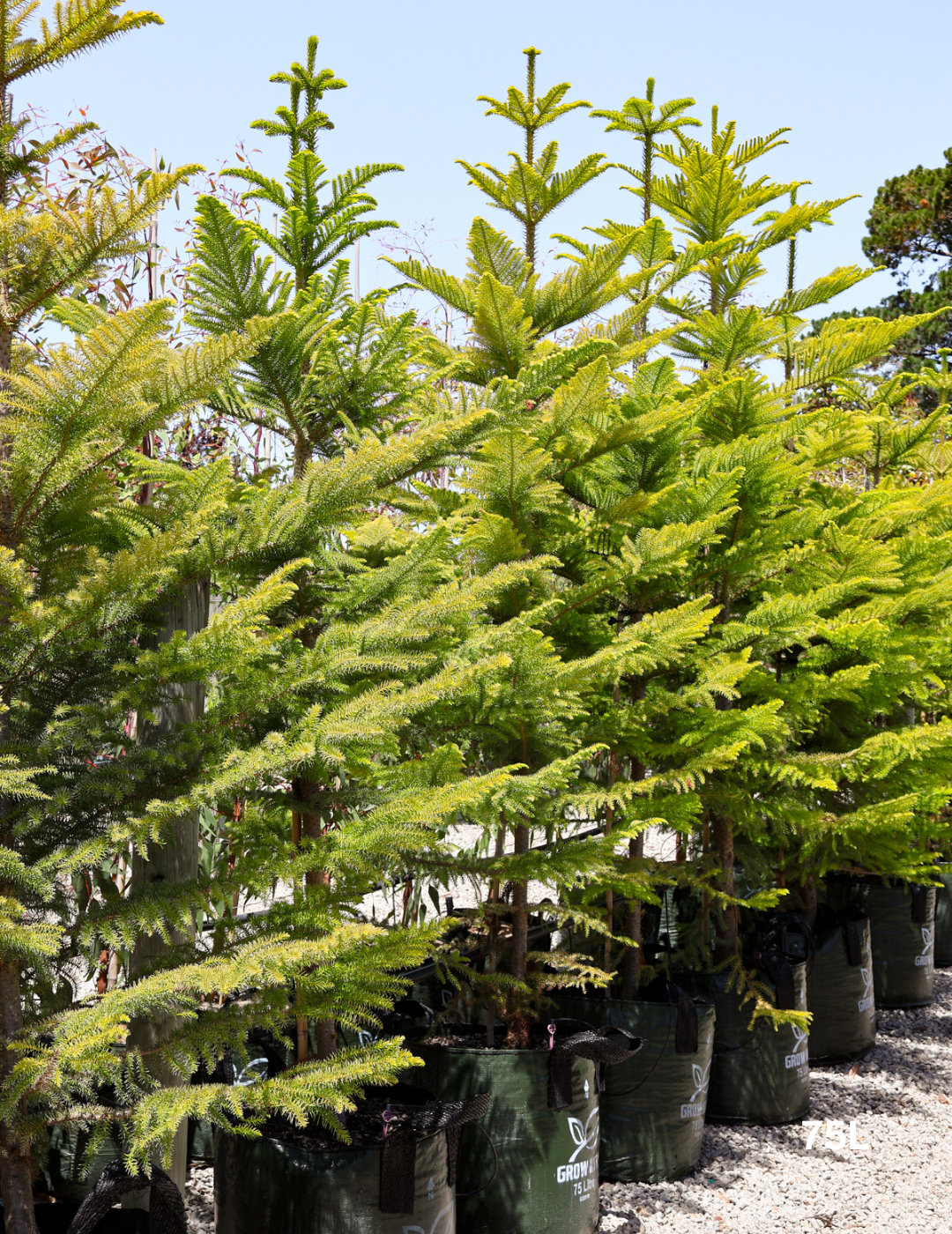 Araucaria heterophylla - Norfolk Island Pine - Evergreen Trees Direct