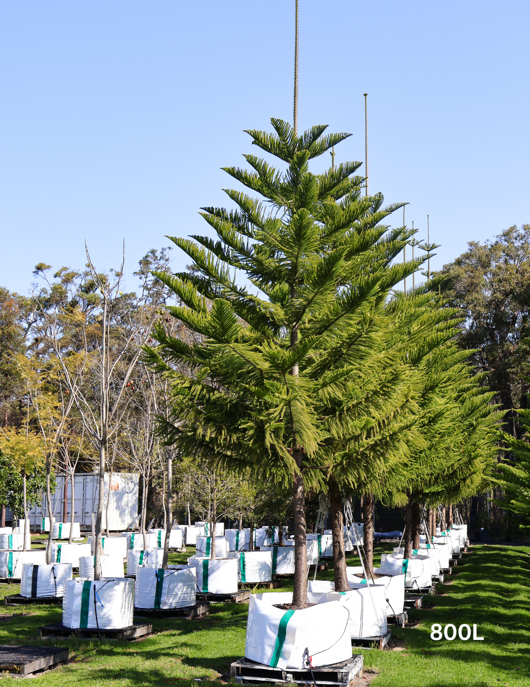 Araucaria heterophylla - Norfolk Island Pine - Evergreen Trees Direct
