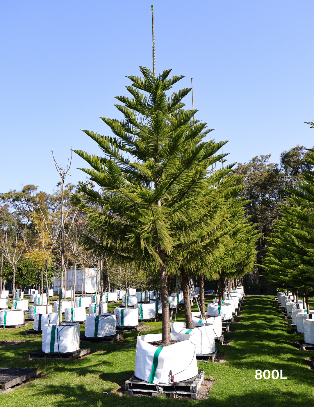 Araucaria heterophylla - Norfolk Island Pine - Evergreen Trees Direct