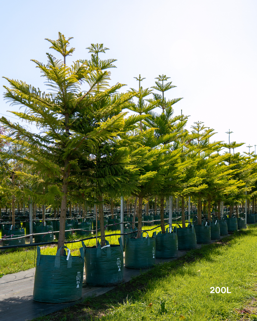 Araucaria heterophylla - Norfolk Island Pine