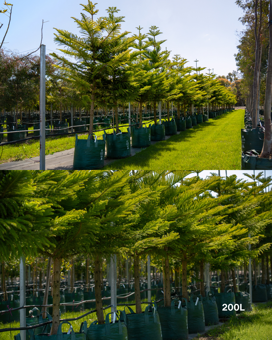 Araucaria heterophylla - Norfolk Island Pine