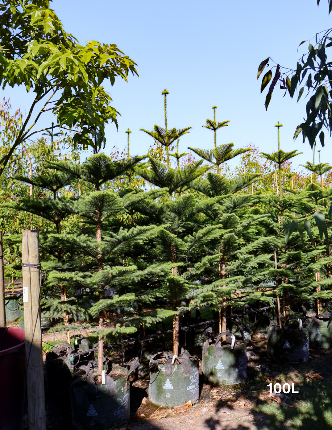 Araucaria heterophylla - Norfolk Island Pine - Evergreen Trees Direct