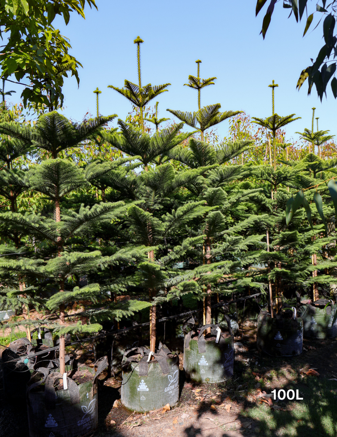 Araucaria heterophylla - Norfolk Island Pine - Evergreen Trees Direct