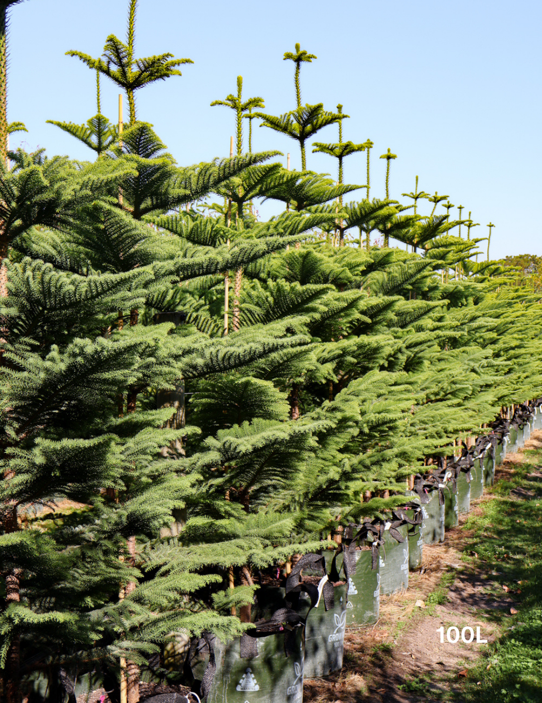 Araucaria heterophylla - Norfolk Island Pine - Evergreen Trees Direct