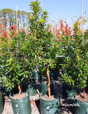 Arbutus canariensis - Evergreen Trees Direct