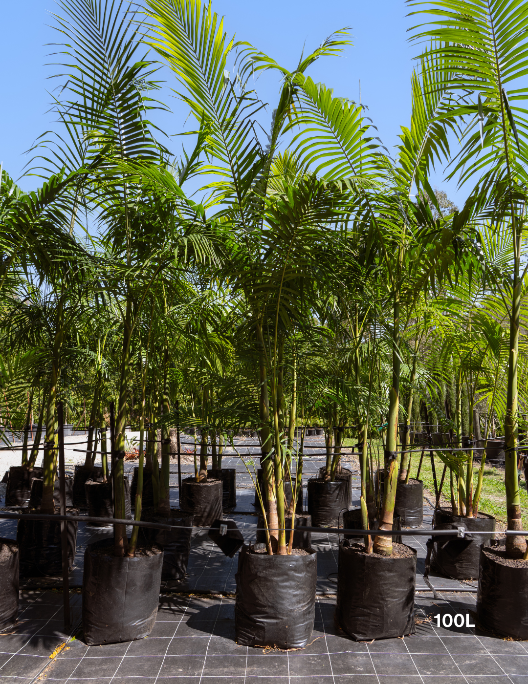 Archontophoenix cunninghamiana Bangalow Palm - Evergreen Trees Direct