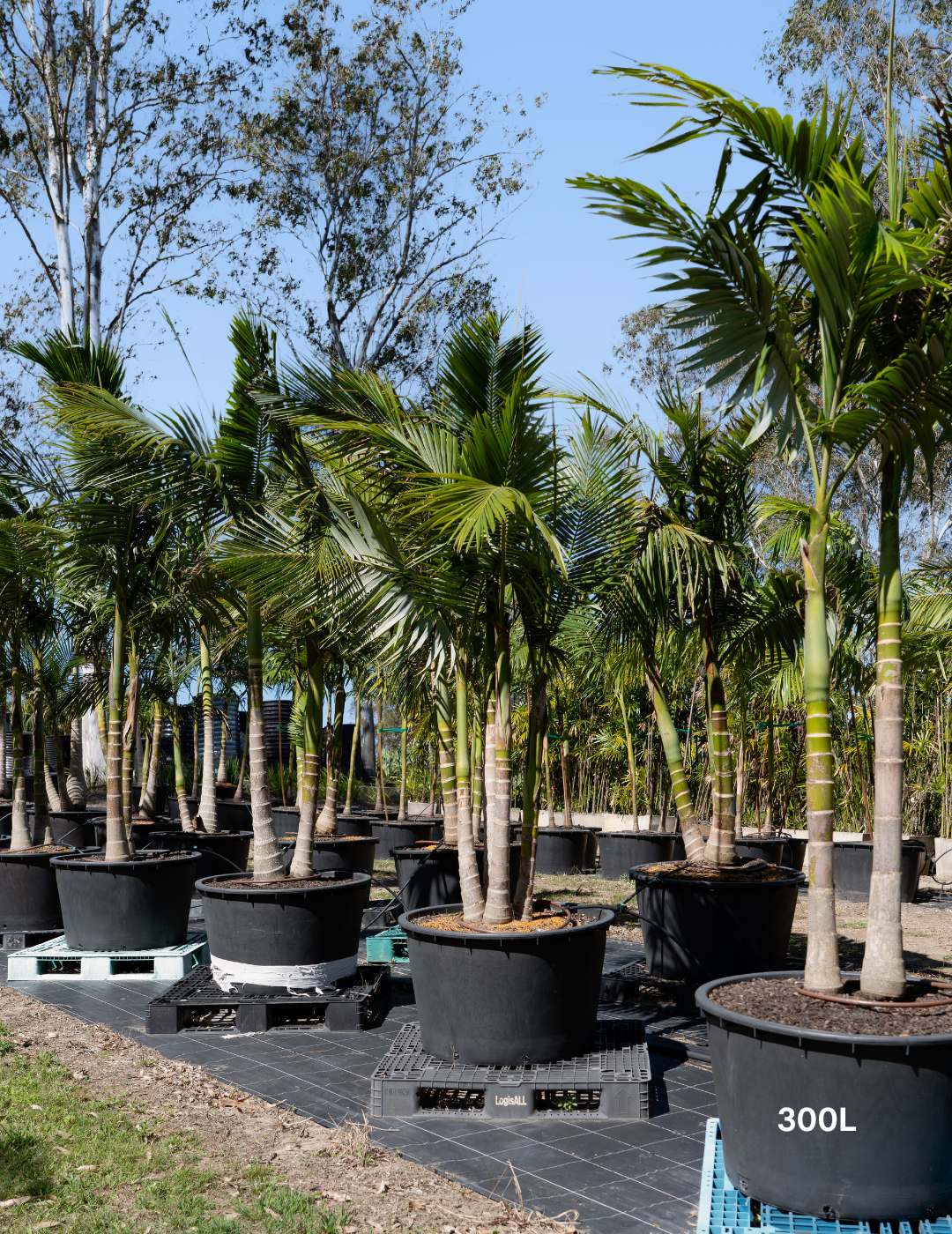 Archontophoenix cunninghamiana Bangalow Palm - Evergreen Trees Direct