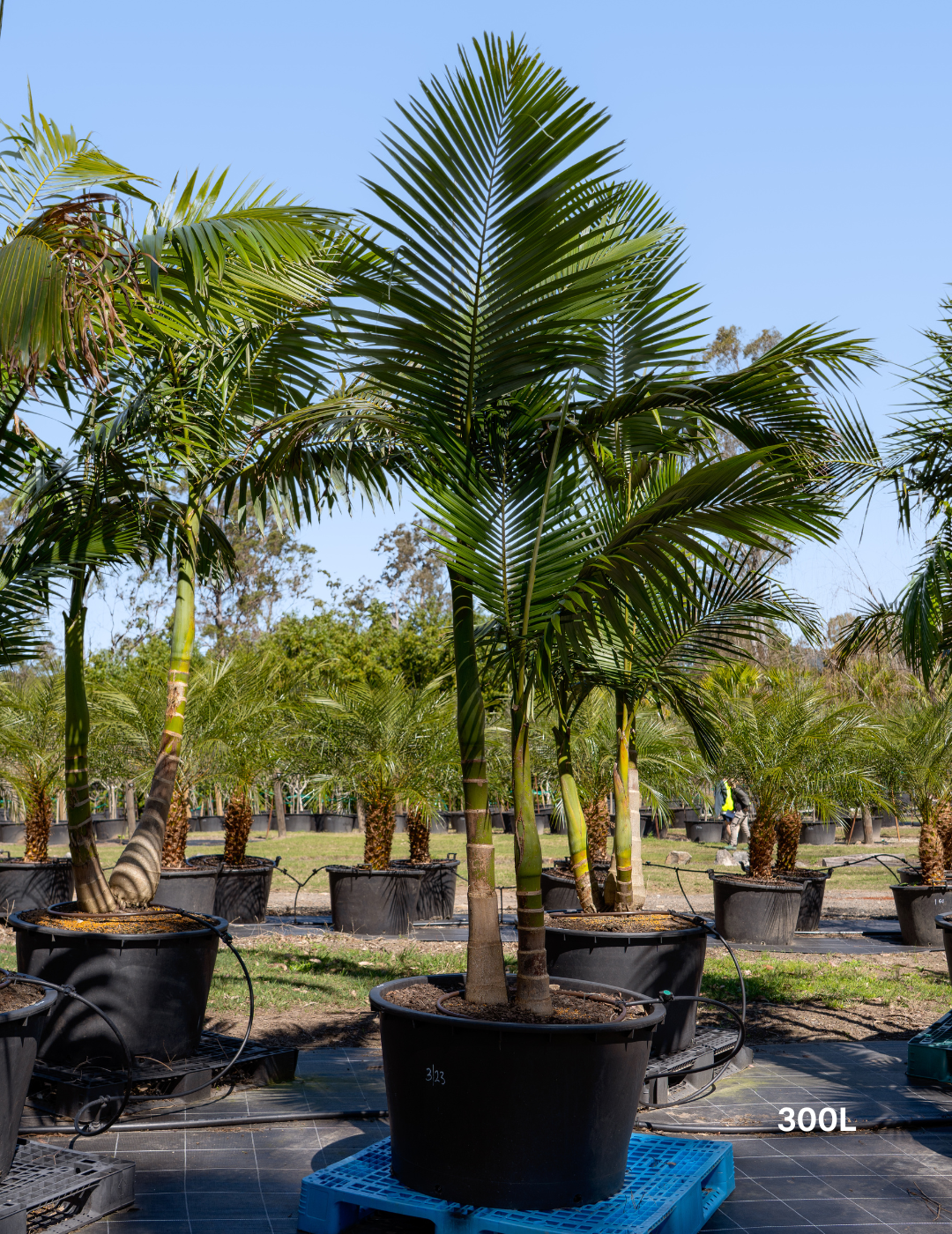 Archontophoenix cunninghamiana Bangalow Palm - Evergreen Trees Direct