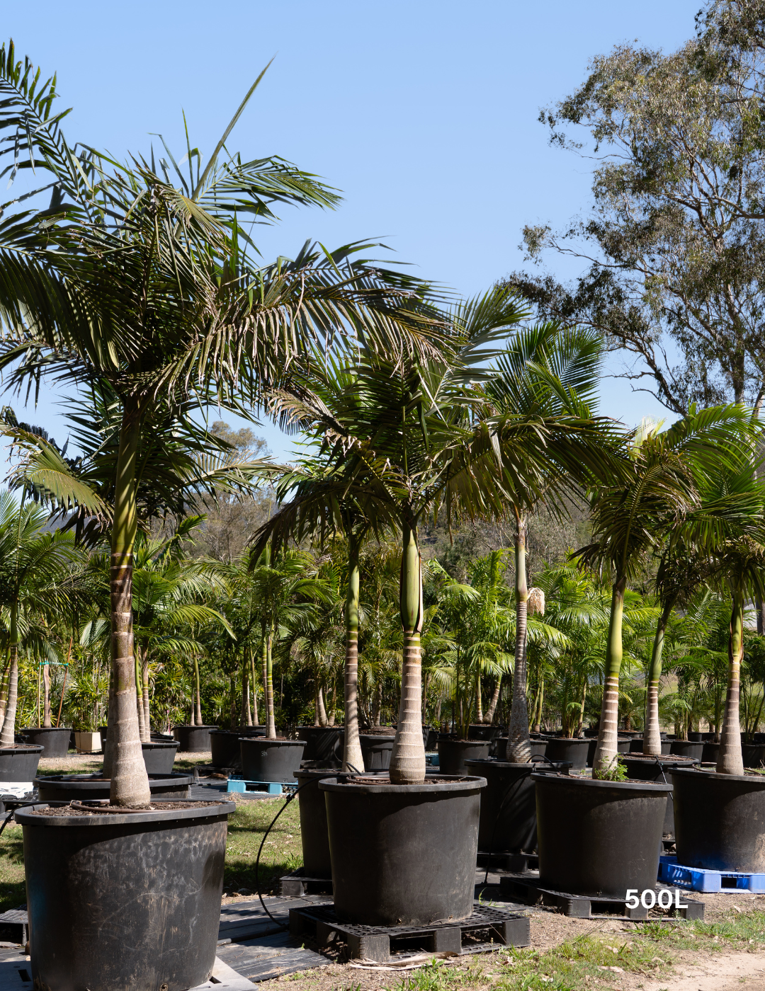 Archontophoenix cunninghamiana Bangalow Palm - Evergreen Trees Direct