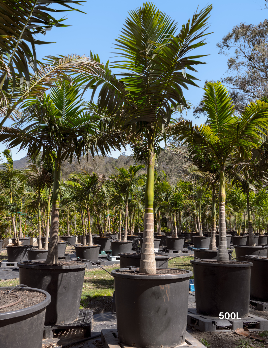 Archontophoenix cunninghamiana Bangalow Palm - Evergreen Trees Direct
