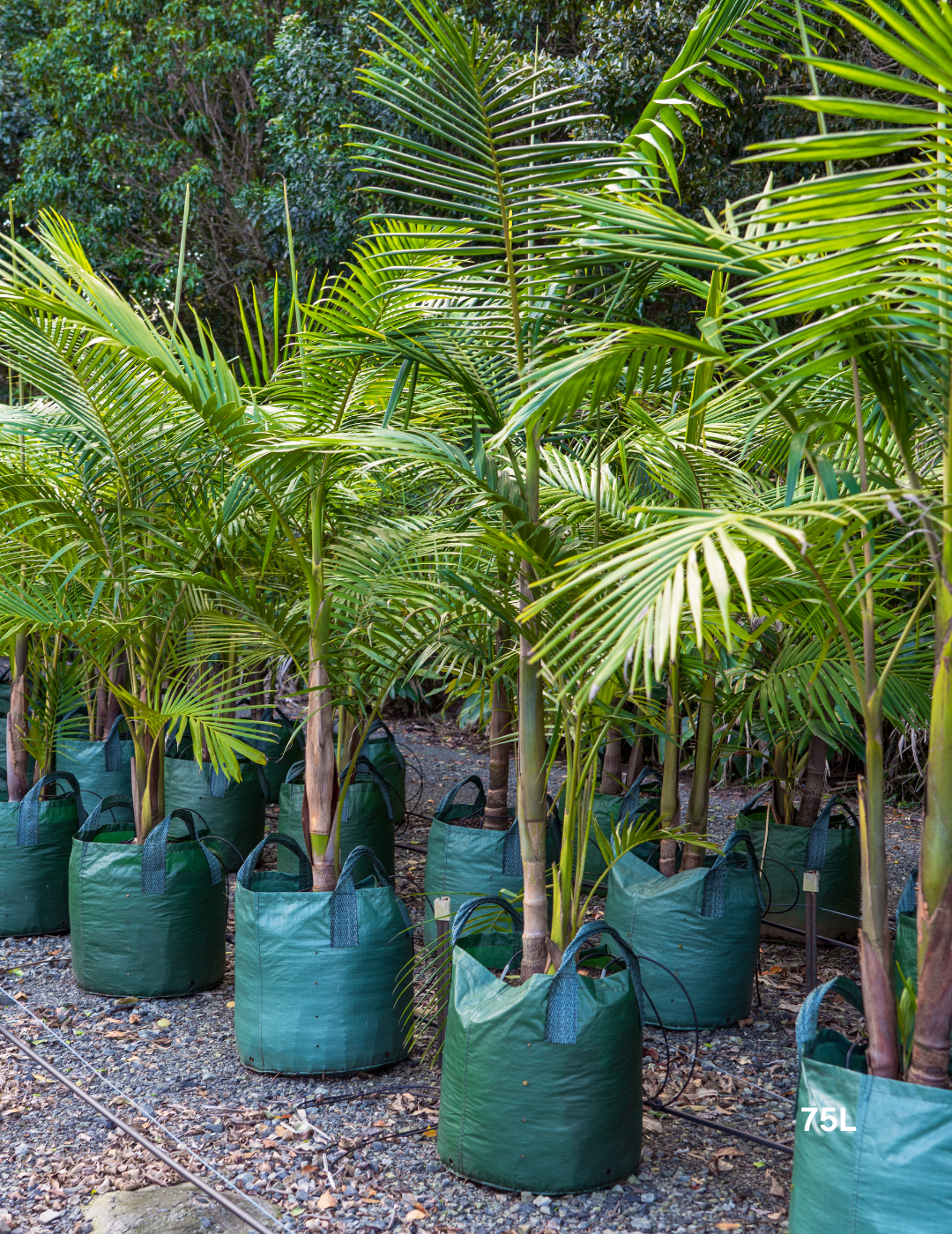 Archontophoenix cunninghamiana Bangalow Palm - Evergreen Trees Direct