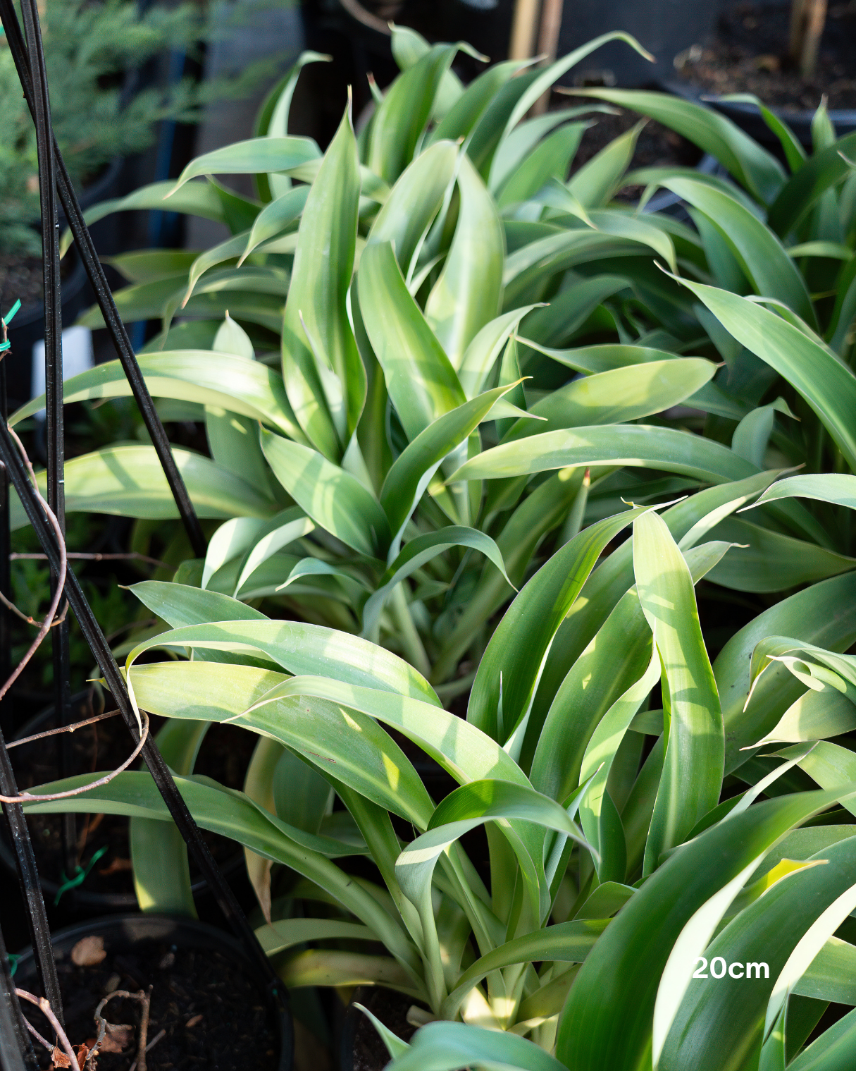 Arthropodium cirratum – New Zealand Rock Lily