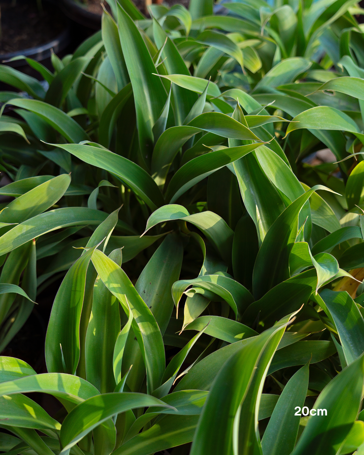 Arthropodium cirratum – New Zealand Rock Lily