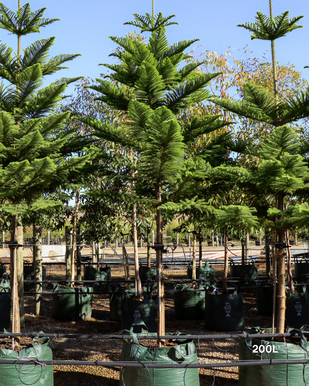 Araucaria heterophylla - Norfolk Island Pine