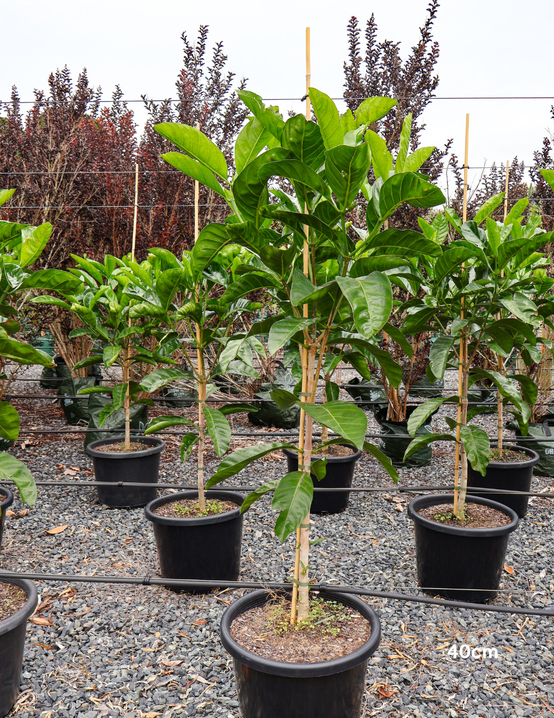 Randia fitzalanii – Native Gardenia - Evergreen Trees Direct