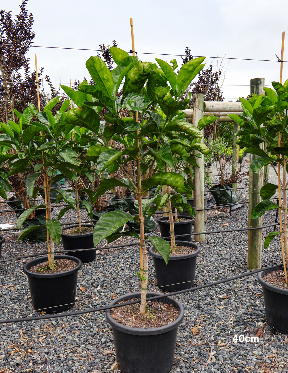 Randia fitzalanii – Native Gardenia - Evergreen Trees Direct
