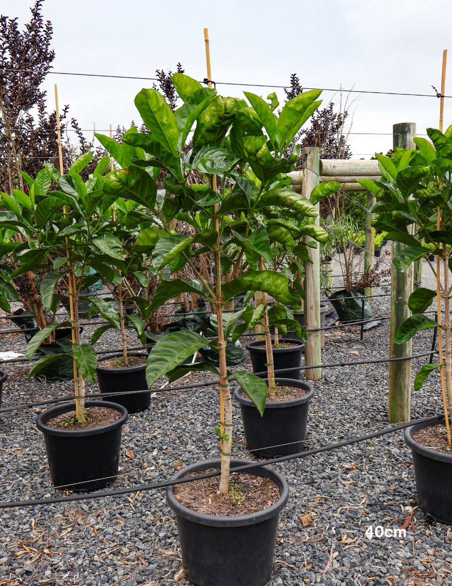 Randia fitzalanii – Native Gardenia - Evergreen Trees Direct